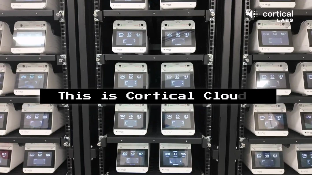 Alopex,忍者神龟,斯普林特之,江南体育,JiangNan,江南体育网址,江南app,江南官网,江南集团